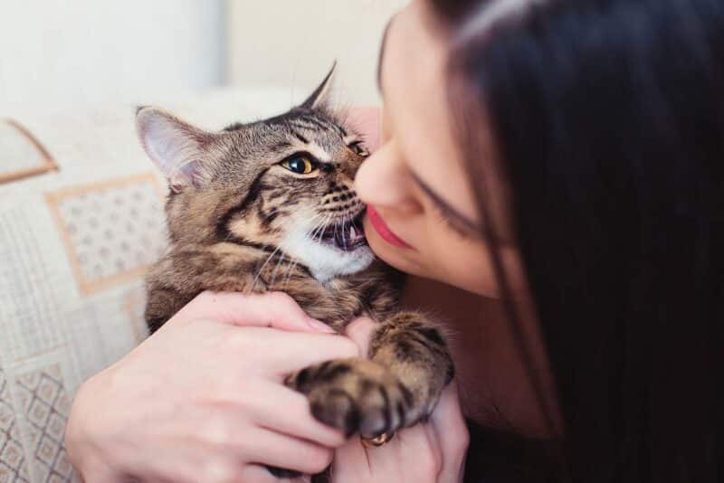 cat biting woman's chin