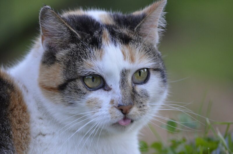 cat bleps