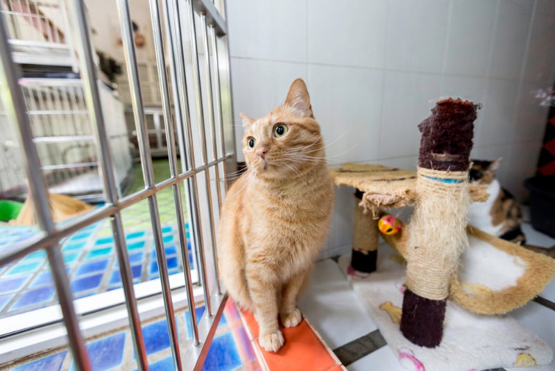 cat boarding in a pet hotel