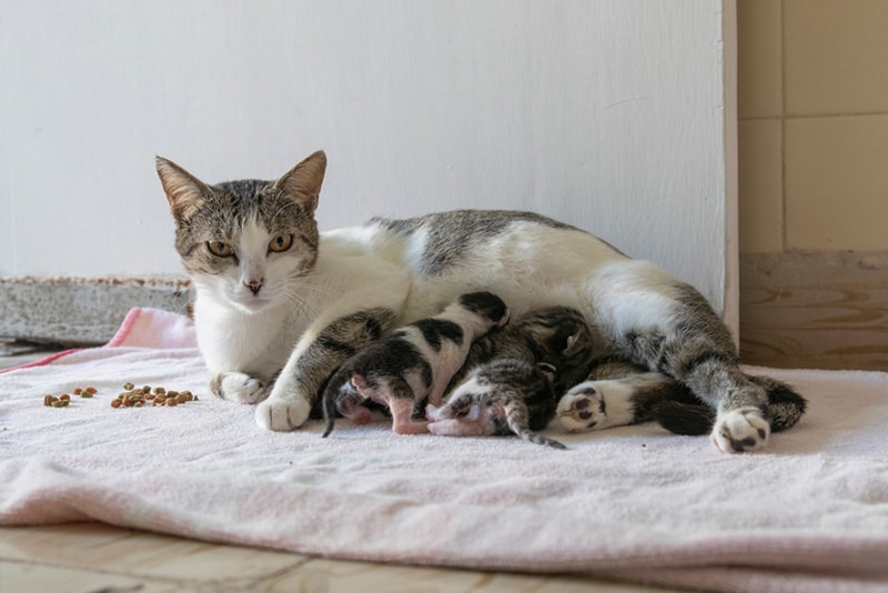 cat breastfeed new born kitten