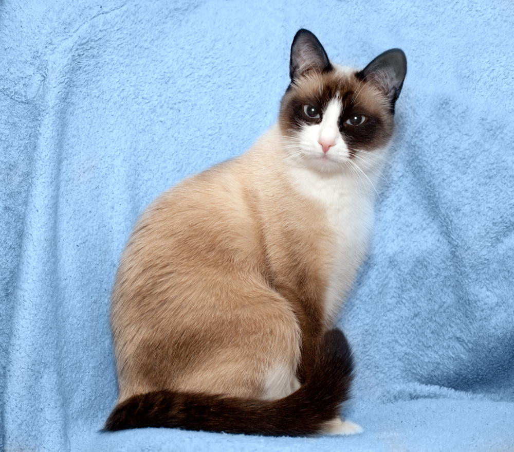 cat breed snowshoe