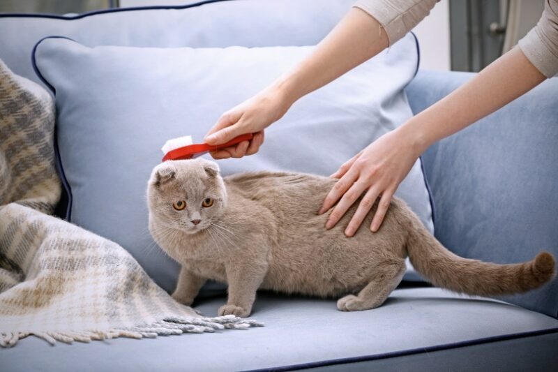 cat brushing a home