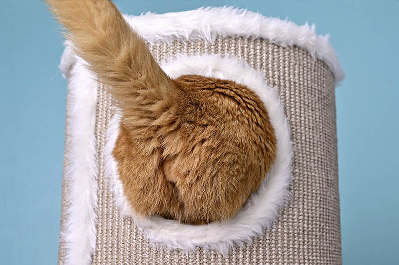 cat butt stuck in the hole of a scratching post
