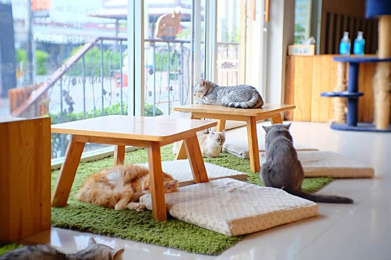 cat cafe in thailand