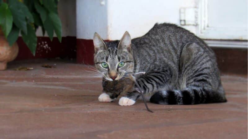 cat carrying dead rat