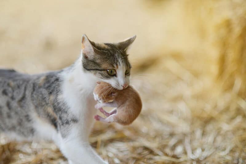 cat carrying its kitten_ightcube, Shutterstock