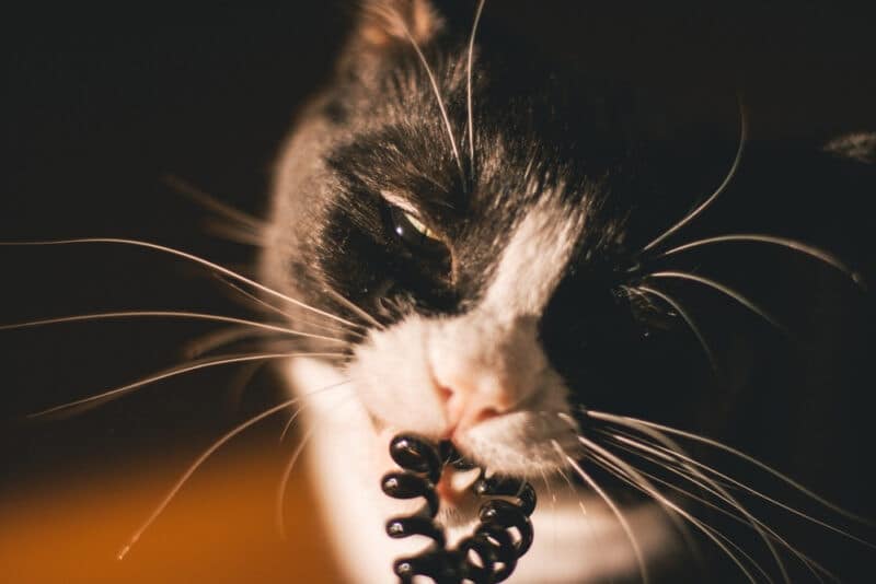 cat chewing on a plastic rubber