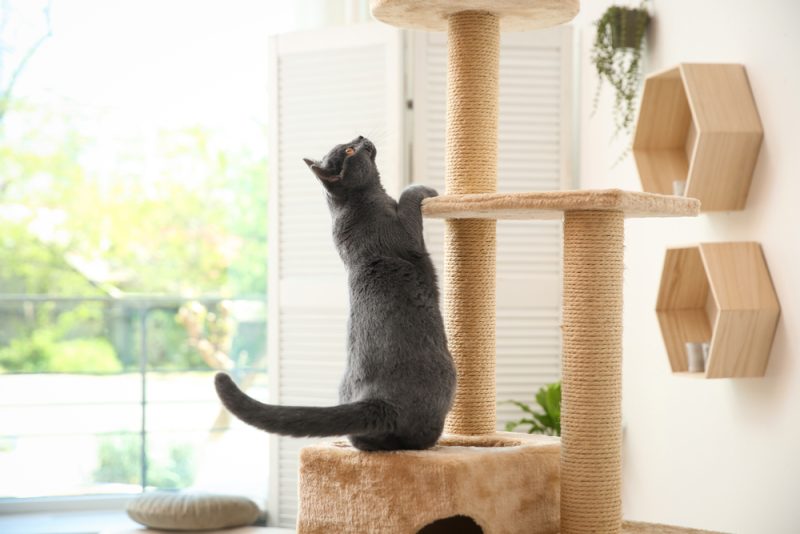 cat climbing a cat tree
