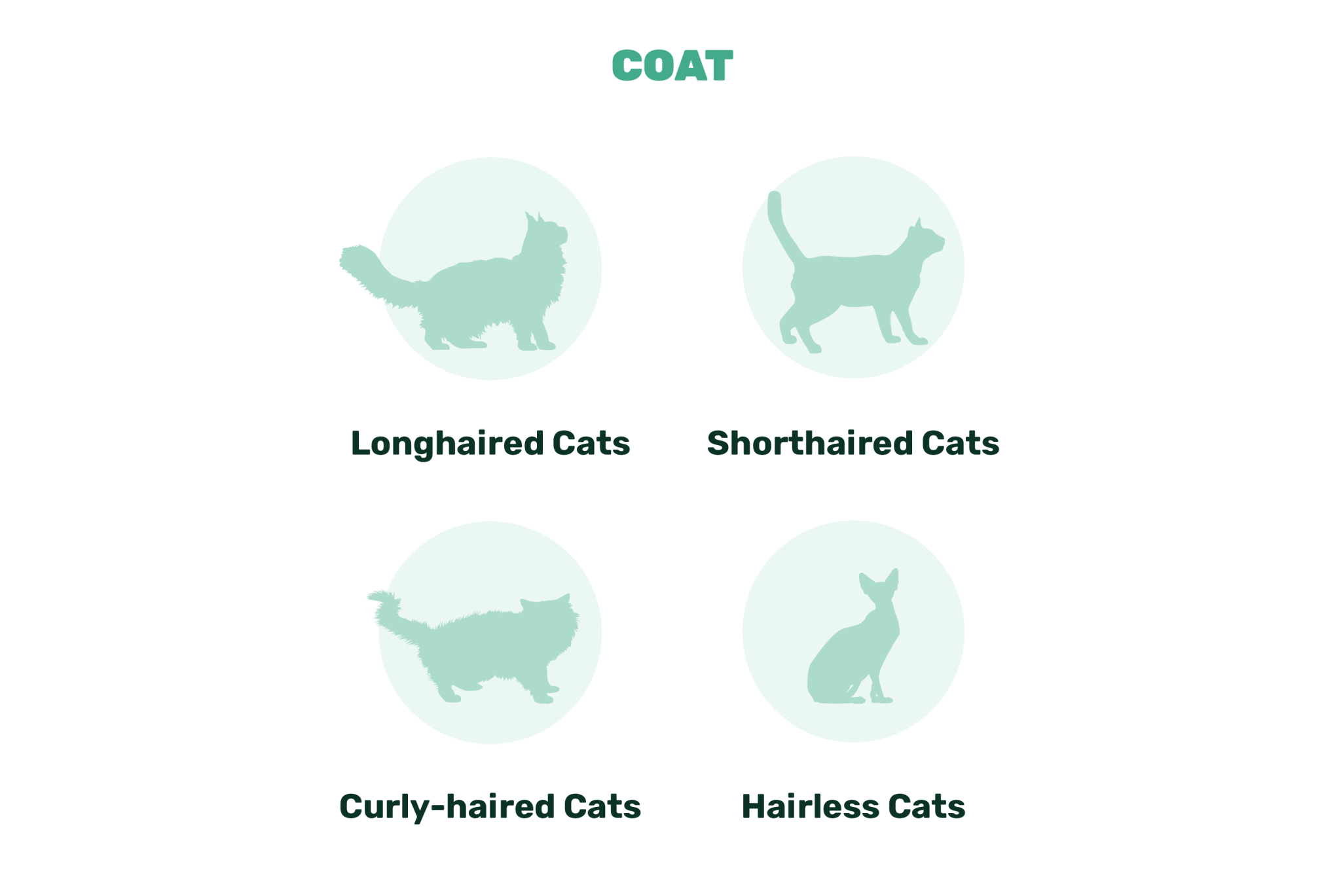 cat coats