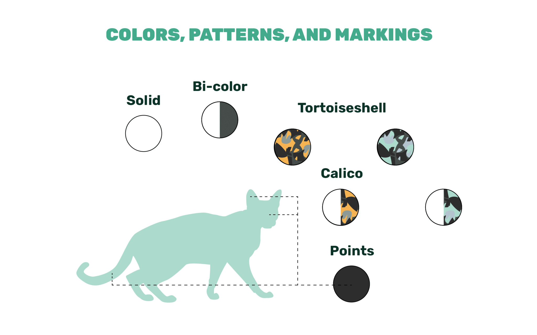 cat colors patterns markings