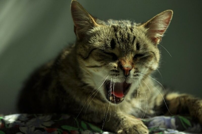 cat coughing