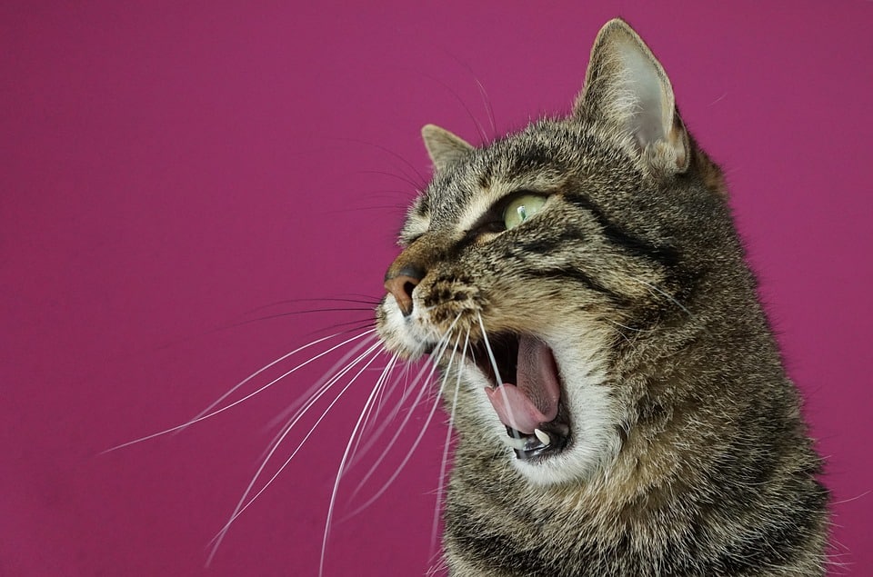 Strep Throat In Cats Is Your Fluffy Friend At Risk - 5v0ceiu