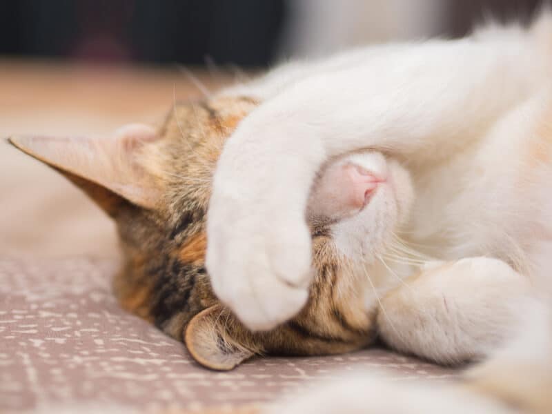 Why Do Cats Cover Their Face When They Sleep? 8 Likely Reasons - Catster