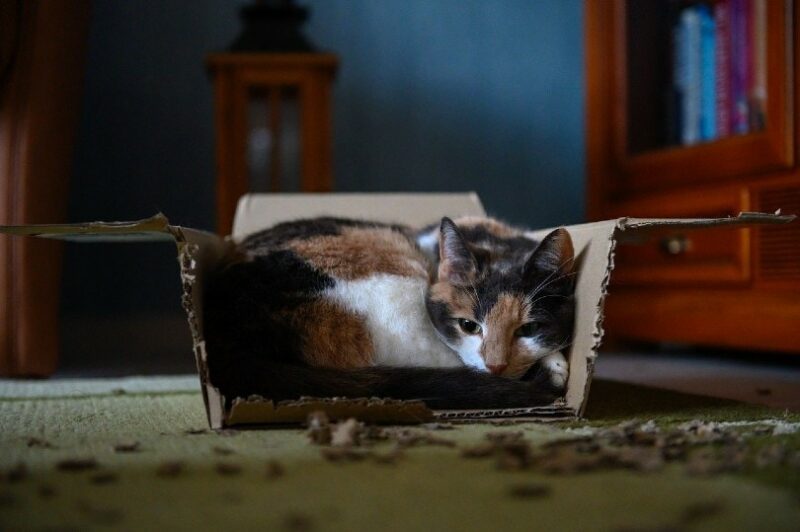 cat curling up in a box
