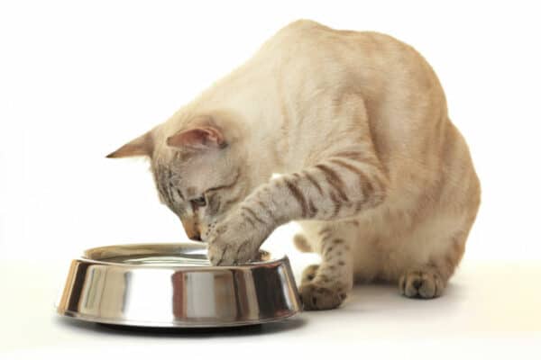 cat dipping its paw in water bowl