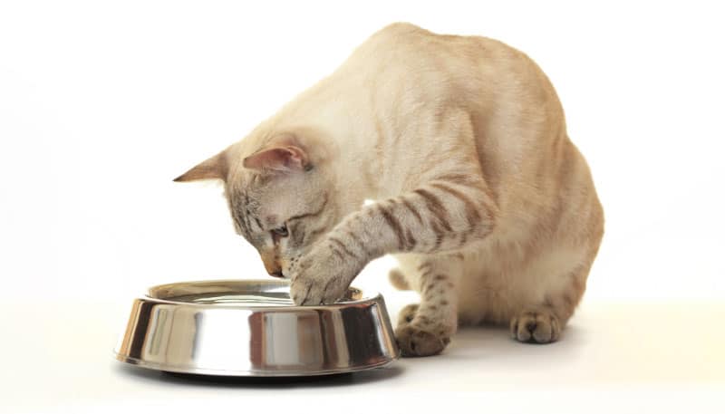 cat dipping its paw in water bowl
