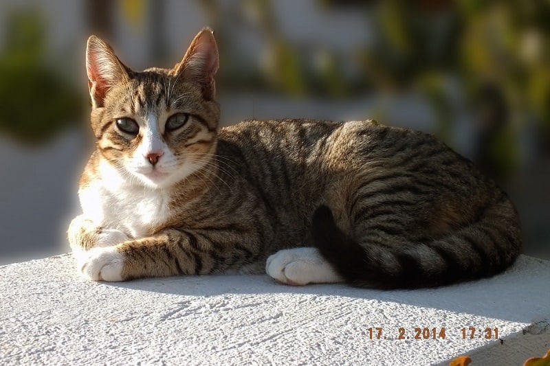 cat dragon li