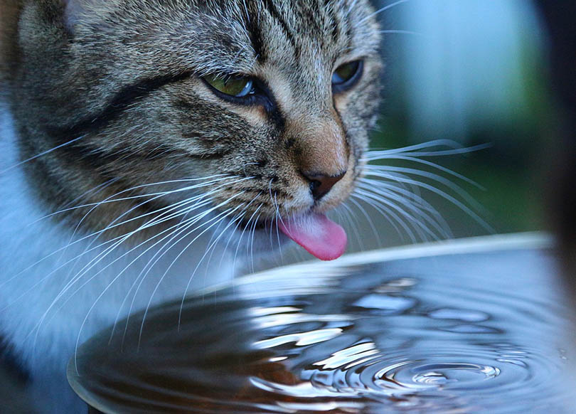 My Cat Playing with His Favorite Toy - a Drinking Straw - Funny Cat 