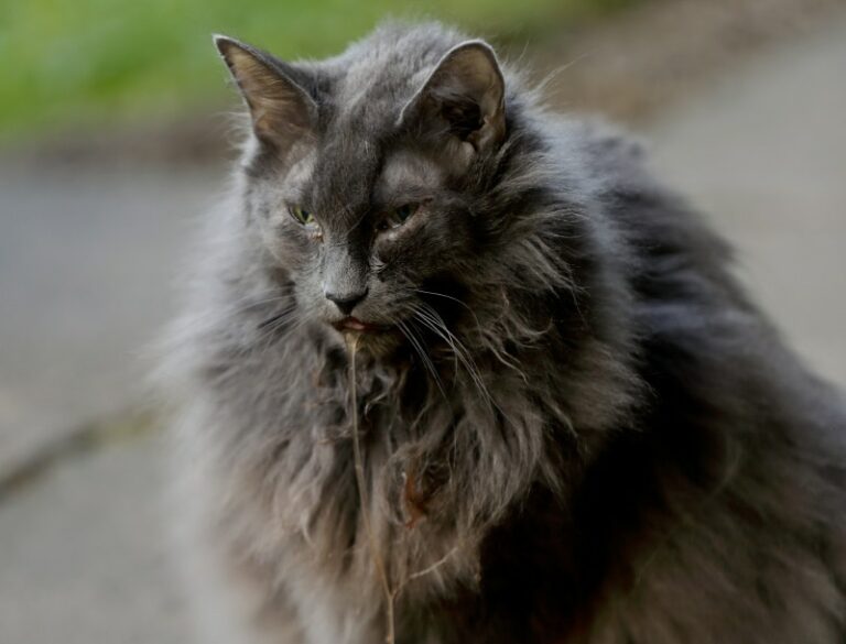 Is PineSol Safe for Cats? VetReviewed Health Facts Catster