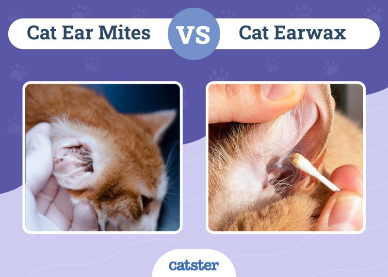 cat ear mites vs cat earwax featured image