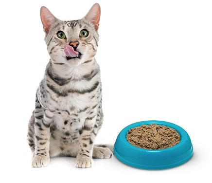 cat eating Redbarn Naturals Lamb Pate Skin & Coat Grain-Free Canned Cat Food