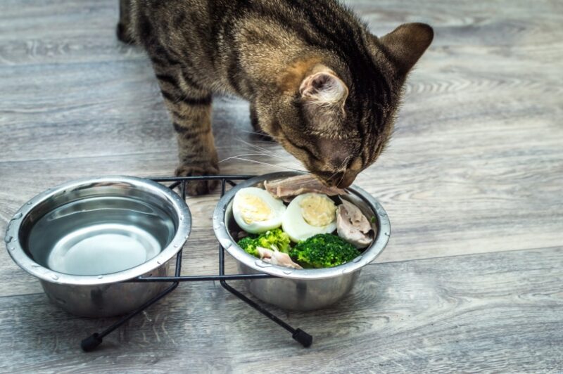 cat eating boiled eggs