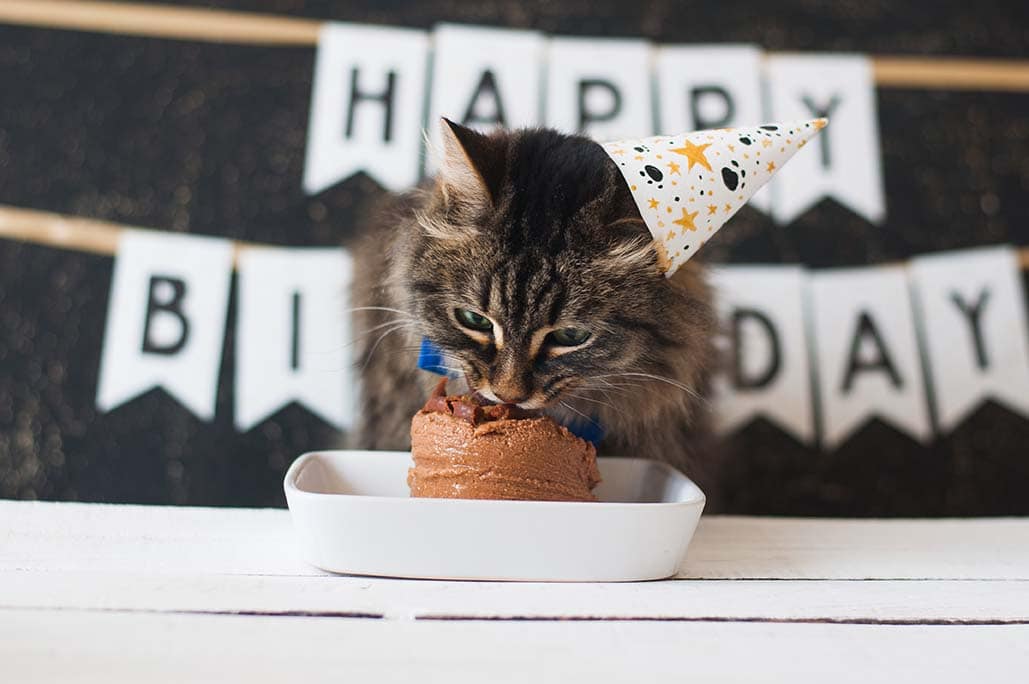 cat eating cake