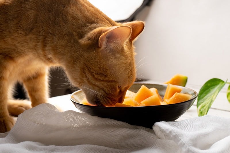 cat eating cantaloupe