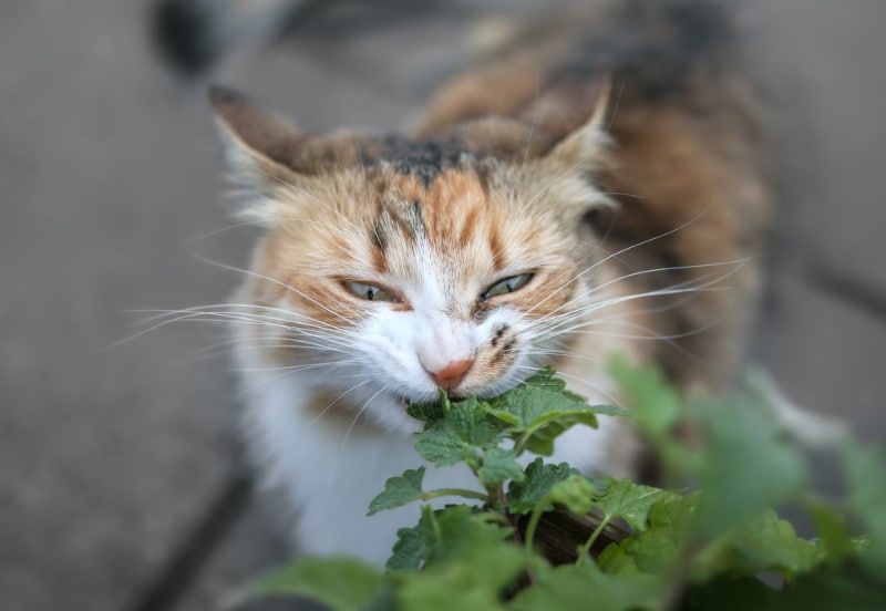 cat eating catnip leaves outdoor