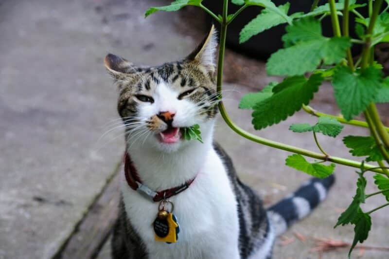 cat eating catnip outdoors