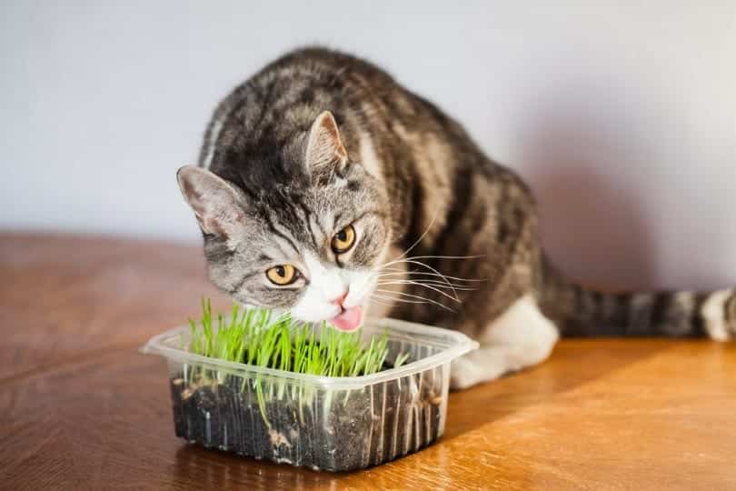 cat eating cat grass