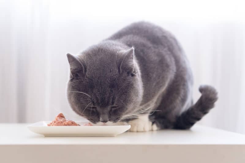 cat eating chicken dinner