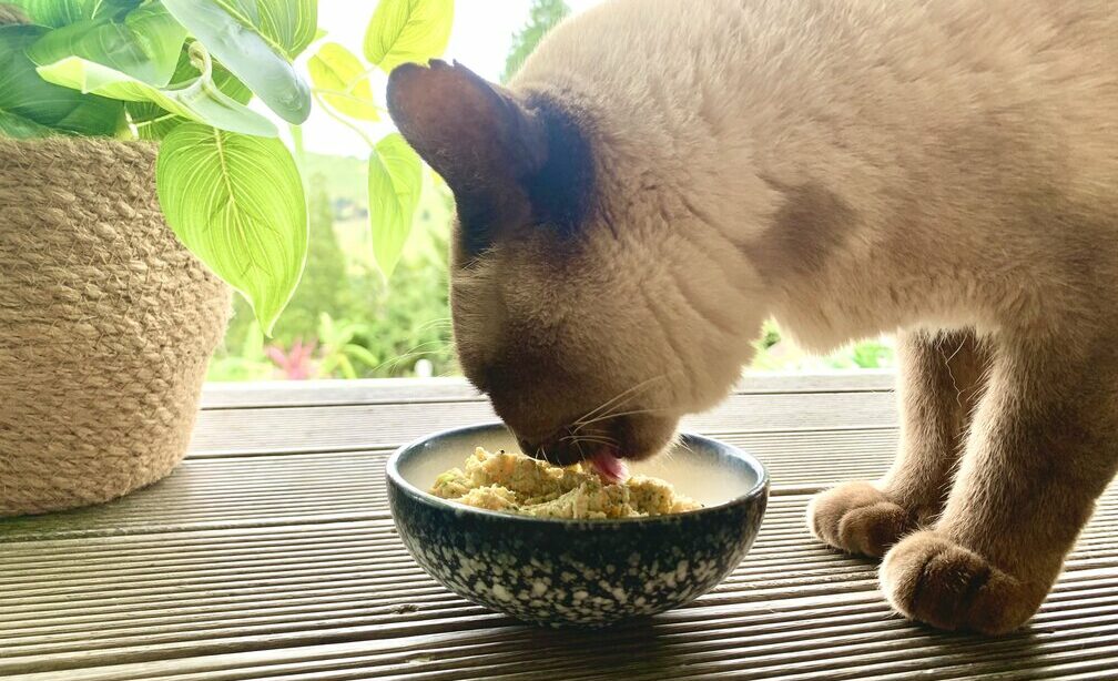 cat eating chicken homemade recipe