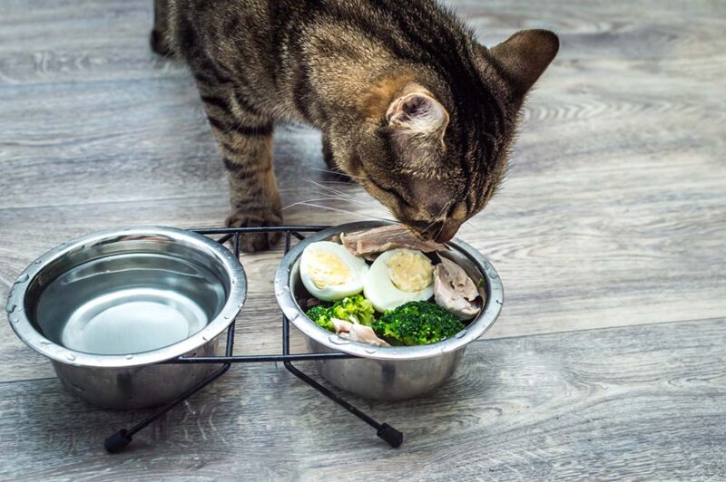 cat eating eggs and veggies