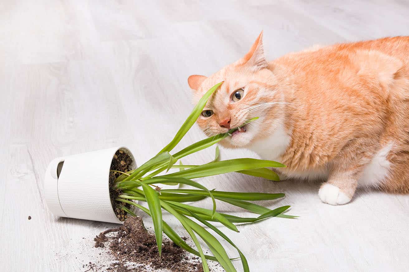 cat eating fallen plant