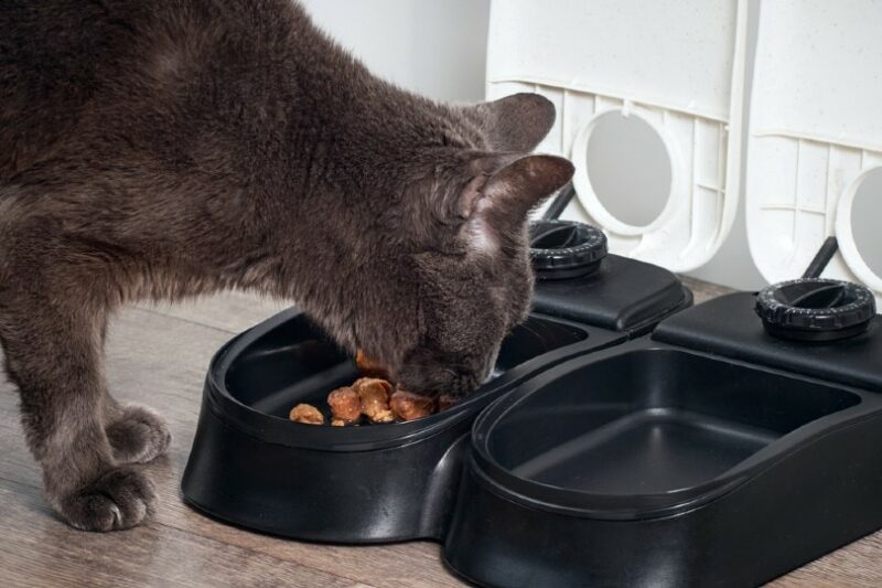 cat eating food from automatic feeder