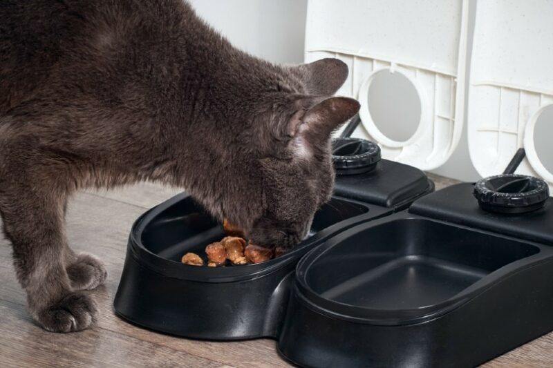 Two-meal Automatic Pet Feeder (C200)