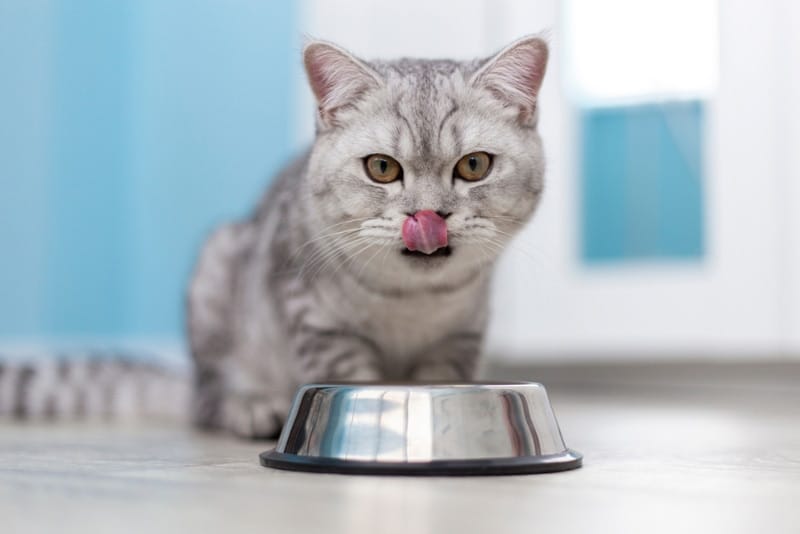 cat eating food from feeding bowl