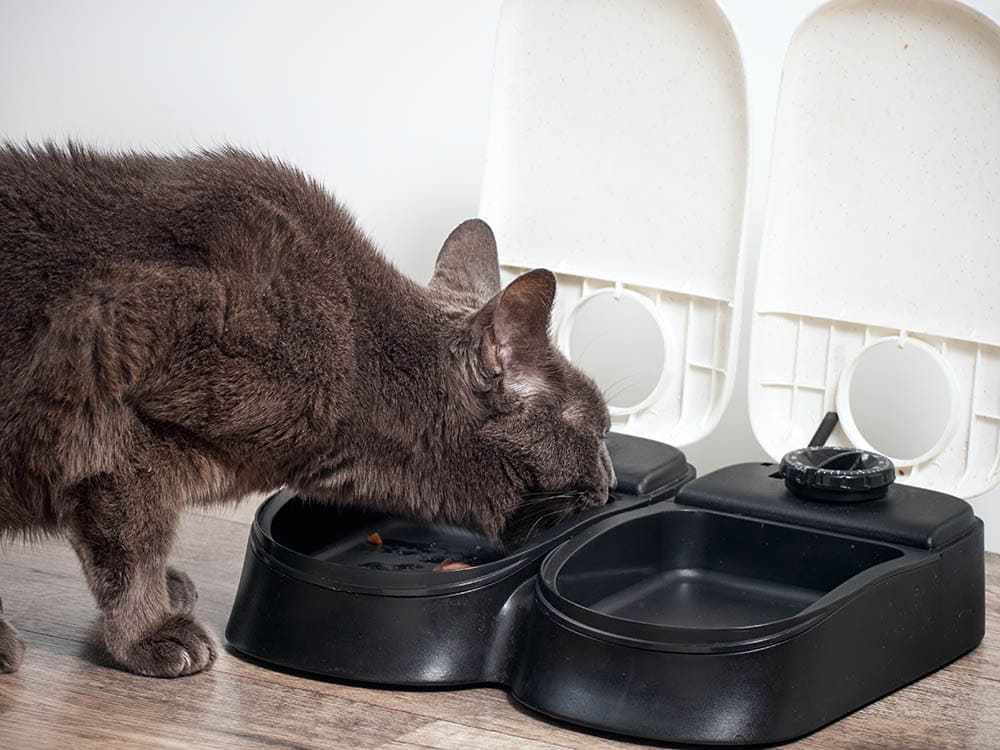 cat eating from an automatic feeder