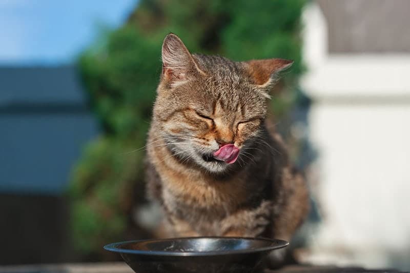 cat eating from metal feeding bowl