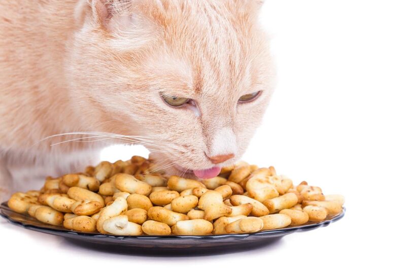 cat eating goldfish crackers