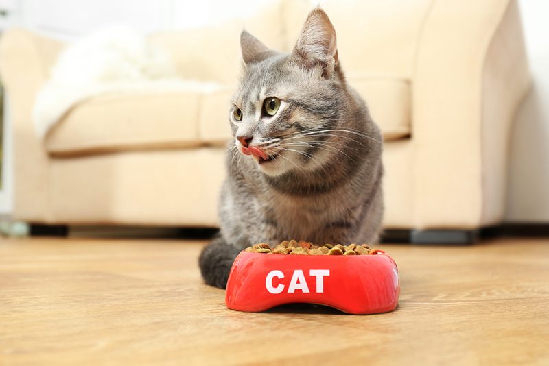 cat eating kibbles from red bowl
