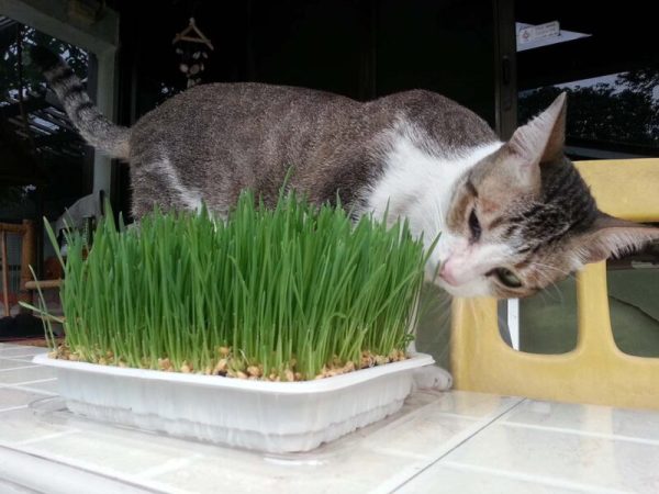 4 Types of Cat Grass: Vet-Reviewed Growing Tips & What to Avoid - Catster