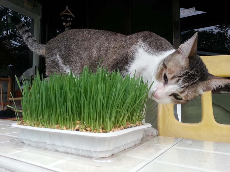 cat eat young wheatgrass