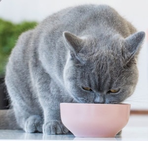 cat eating