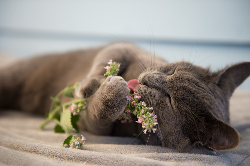 cat enjoying fresh catnip