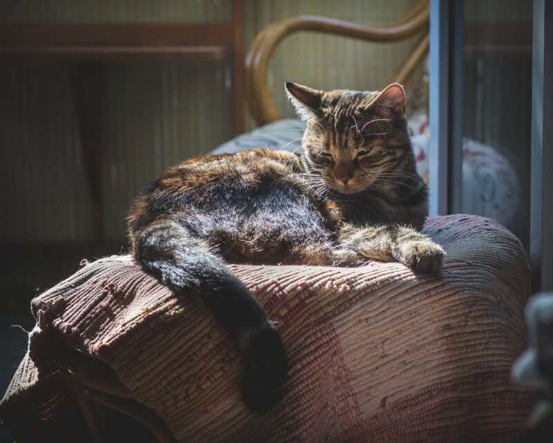cat enjoying the warm spot
