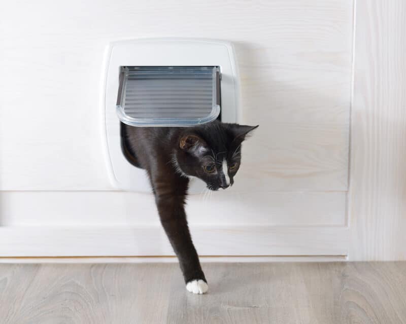 cat entering through cat door