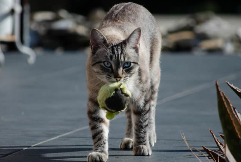 cat fetching a ball