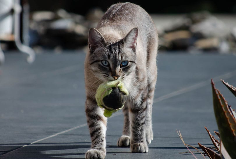 cat fetching a ball